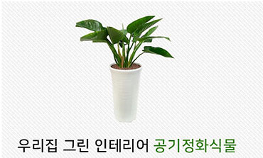 공기정화식물
